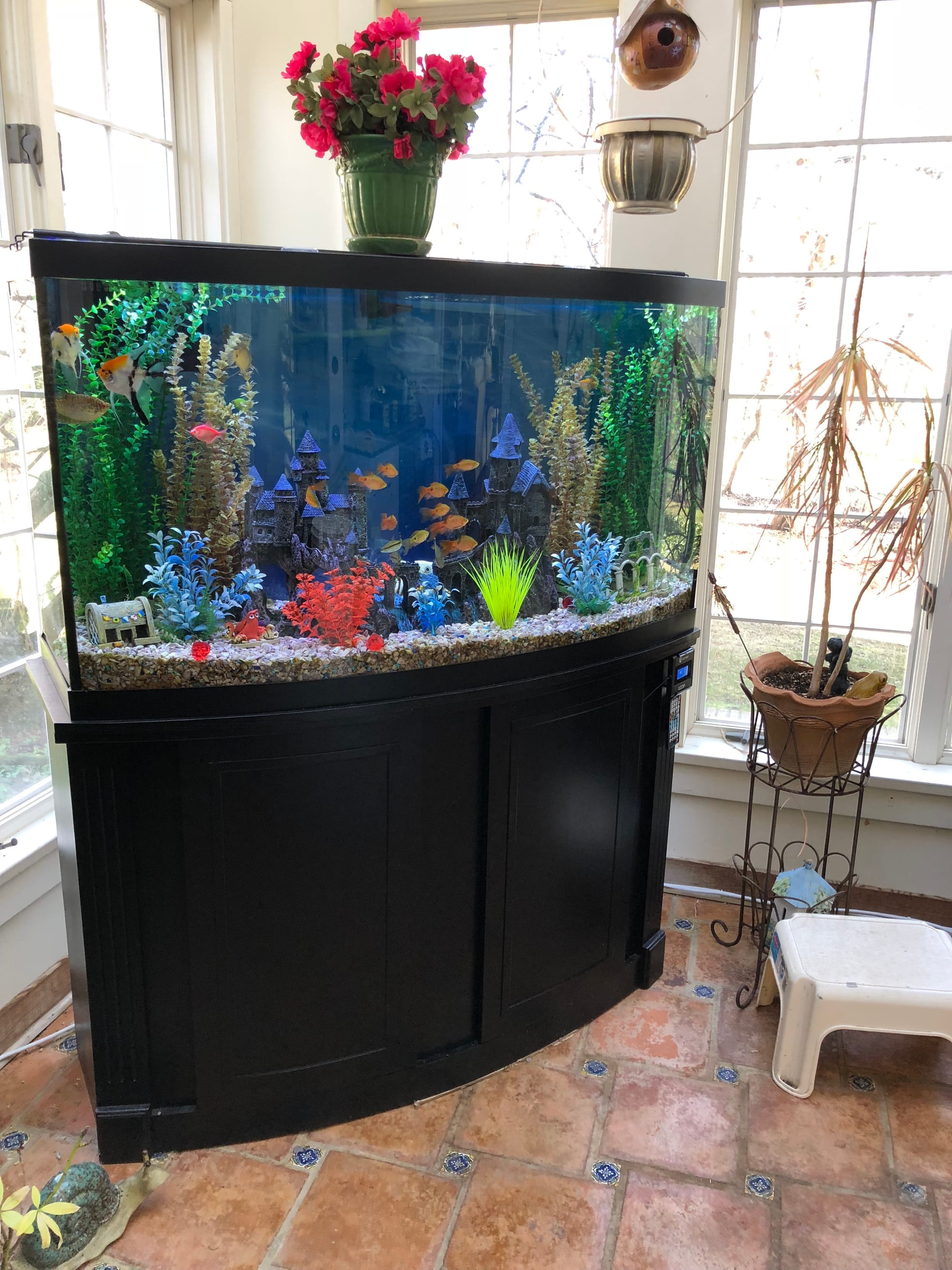 80 Gallon Bowfront Aquarium