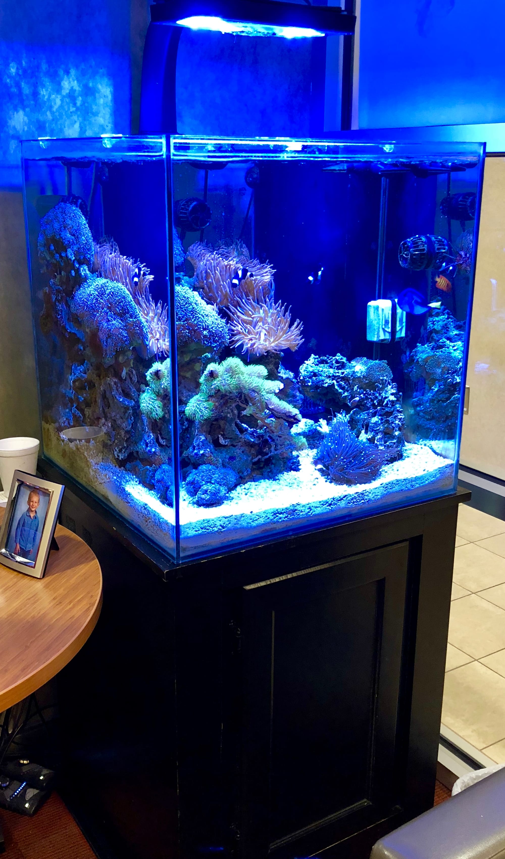 60 Gallon Cube Aquarium