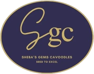 Sheba's Gems cavoodles