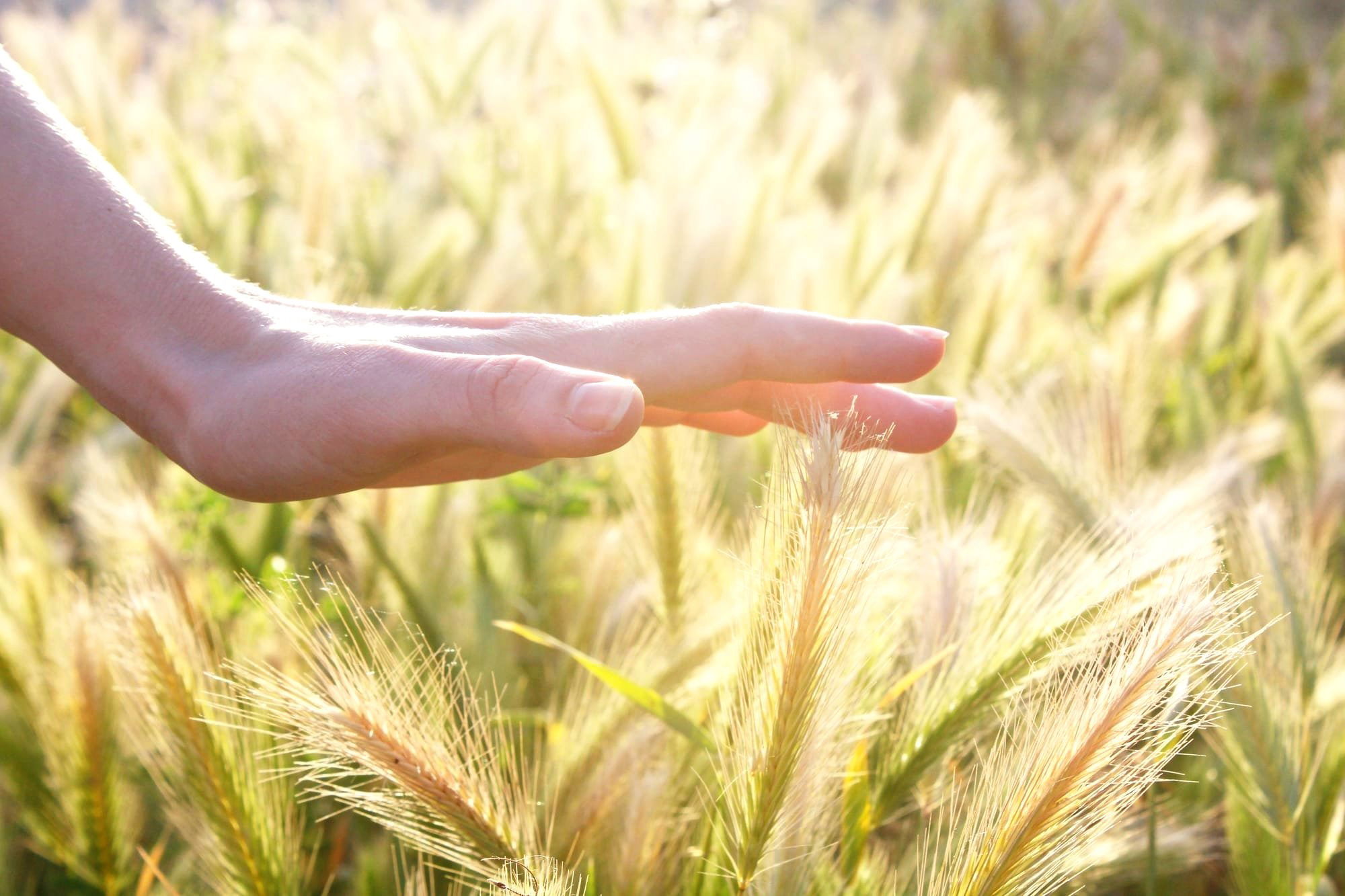 Mindfulness: Zintuigen