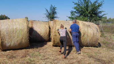 CSAPATÉPÍTŐ FARMOZÁS