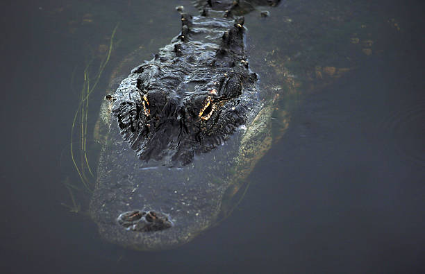 Sunset Airboat Tours Orlando