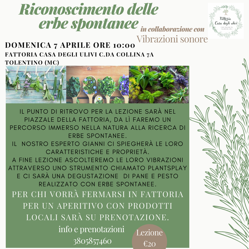 Riconoscimento delle erbe spontanee