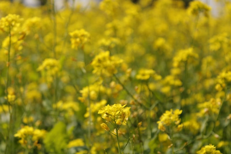 Physico-chemical and in-silico analysis of a phytocystatin purified from Brassica juncea cultivar RoAgro 5444