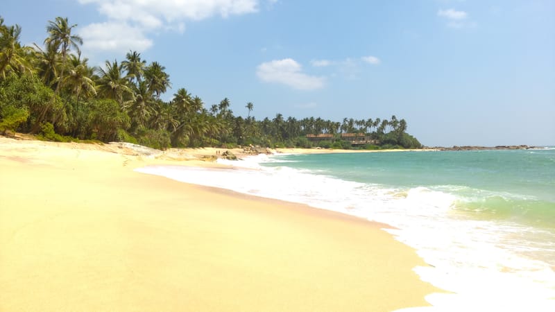 Киты, слоны и.. блохи. Шри-Ланка. Февраль 2017