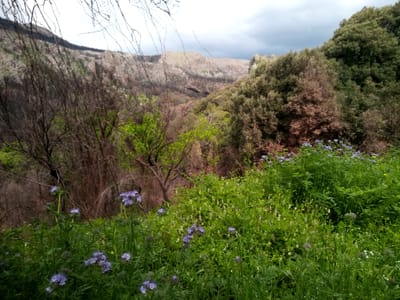 Incendi. Lotta e prevenzione