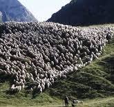 2026  Anno internazionale dei pascoli e dei pastori