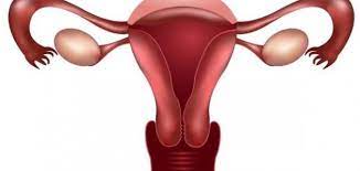 ما هو العضال الغدي في الرحم