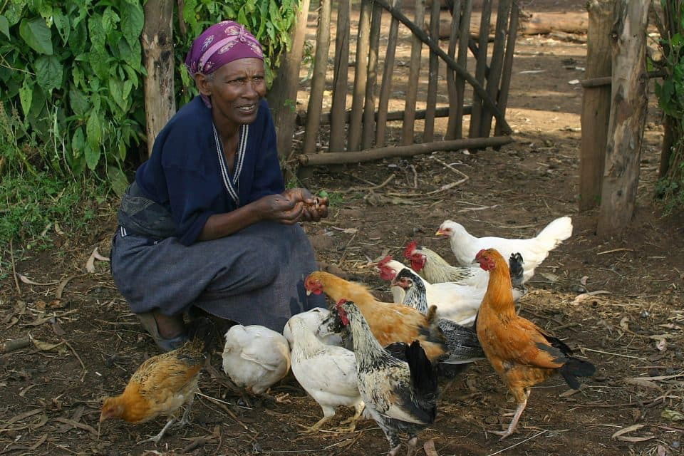 Poultry Farm