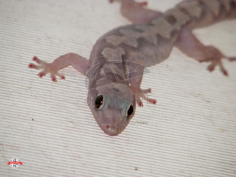 مكافحة البرص