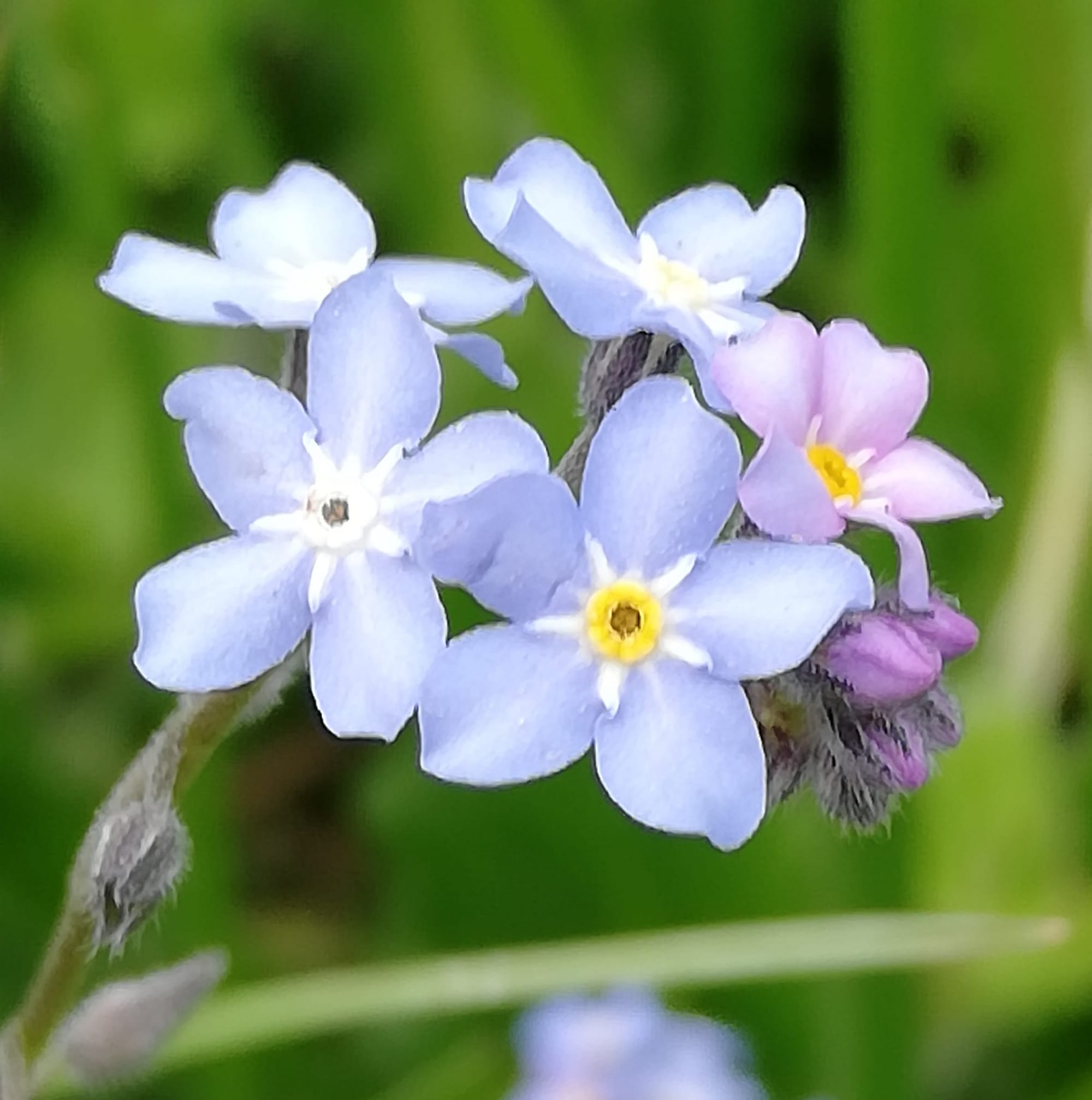 Voilà le Printemps !