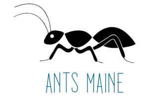 AntsMaine