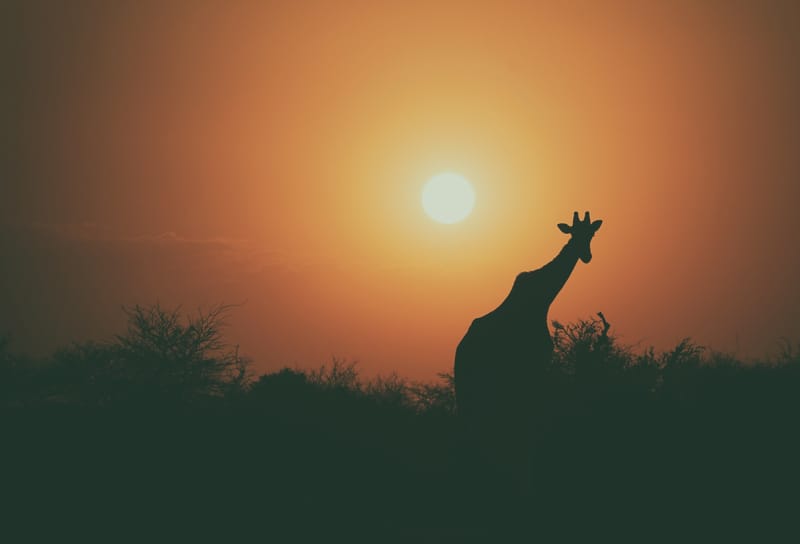 معلومات عن تشاد