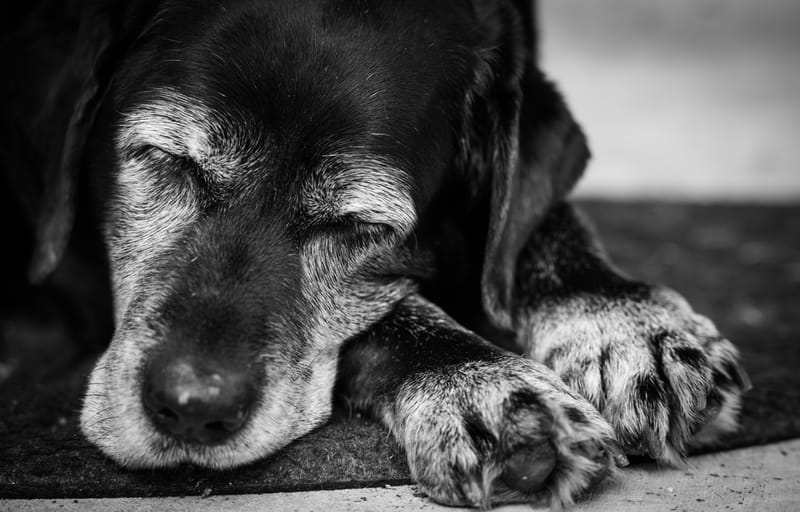 Alter ist keine Krankheit - die Seniorenkatze, der Seniorenhund - Teil 1
