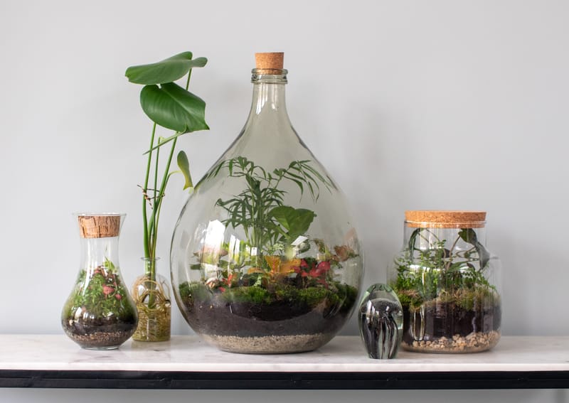 Moos terrarium