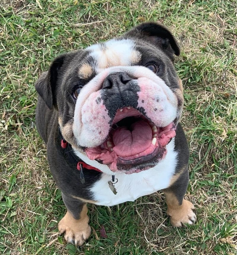 Dog Walking And Pop In Visits