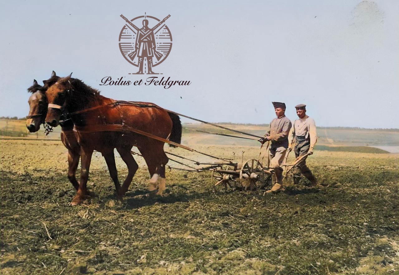 Travaux des champs avec les chevaux Marks et Antek