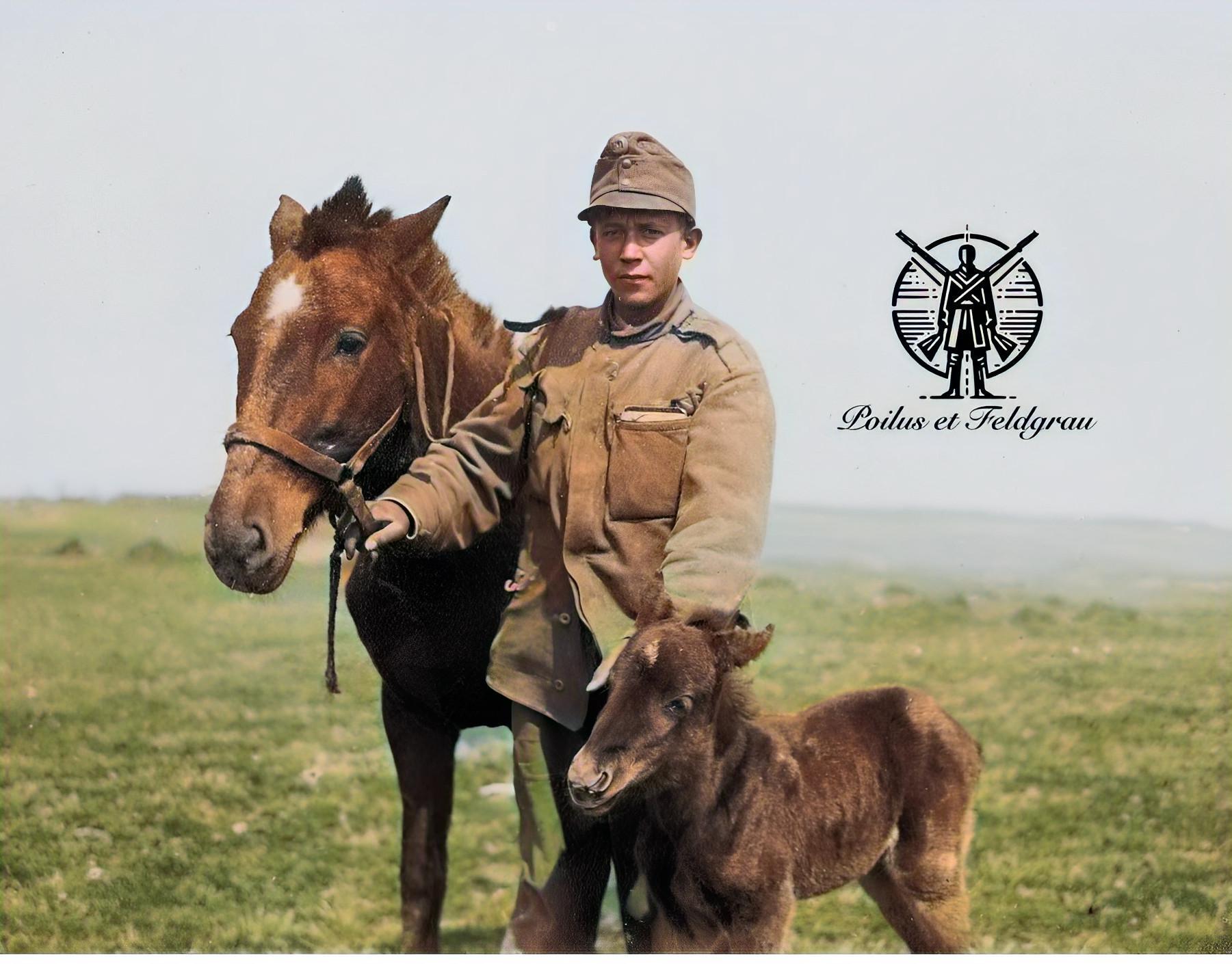 Jeunes chevaux Panje