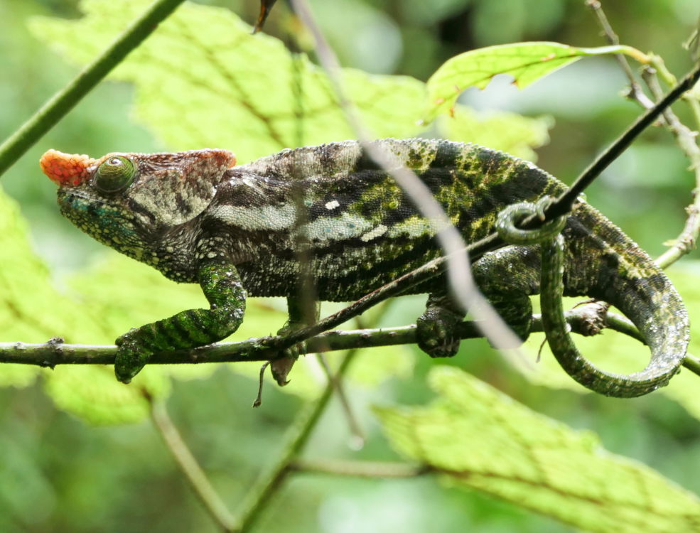 O'Shaunnessy's chameleon