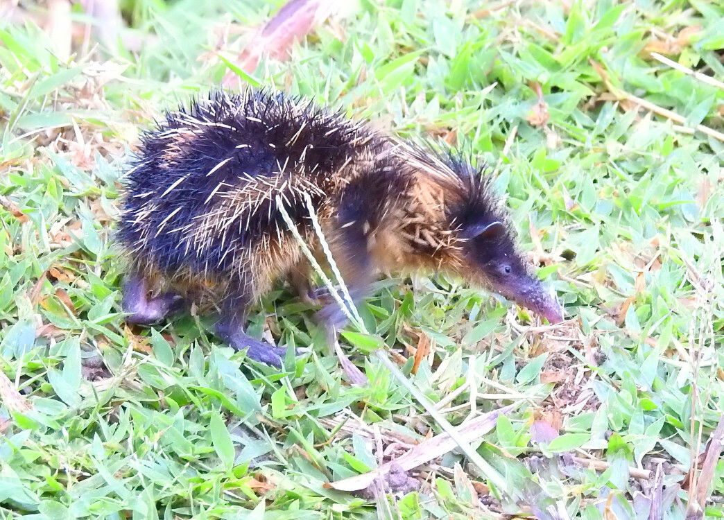 Spiny Tenrec