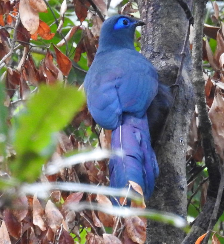 Blue Coua