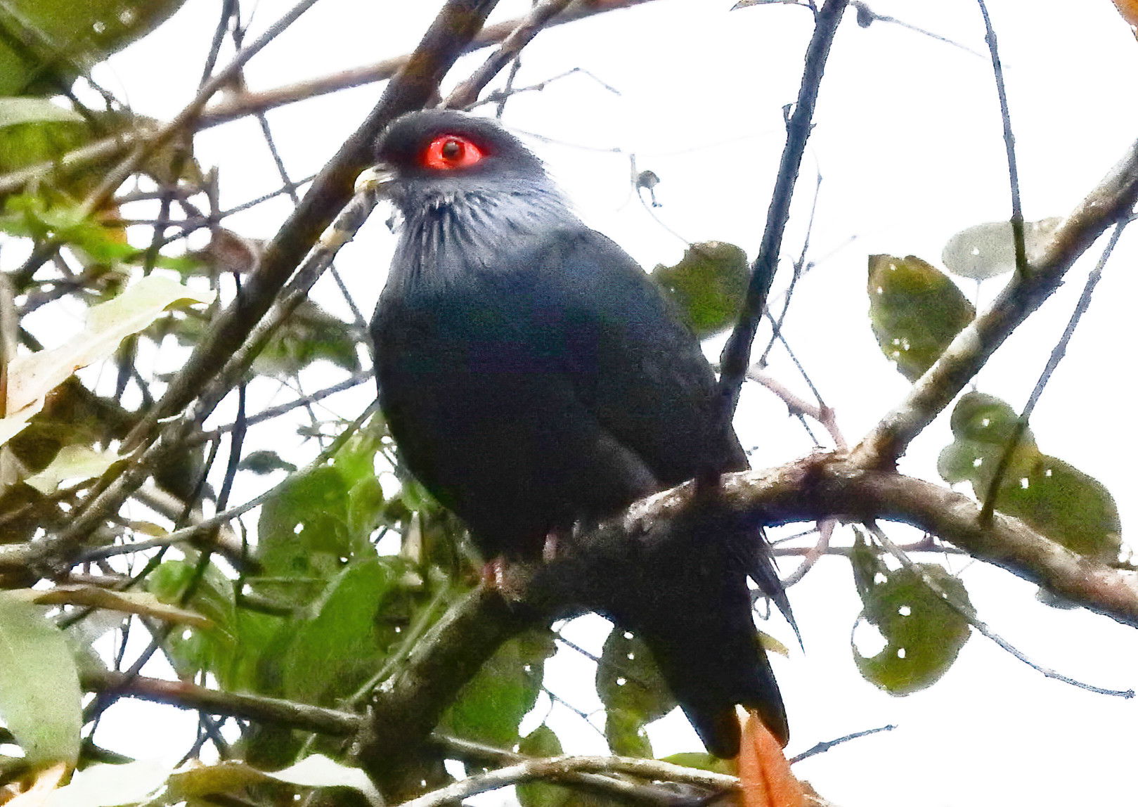 Blue pigeon