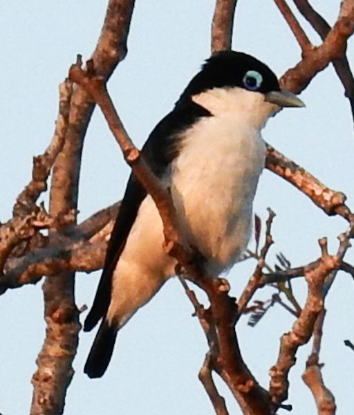 Chabert's vanga