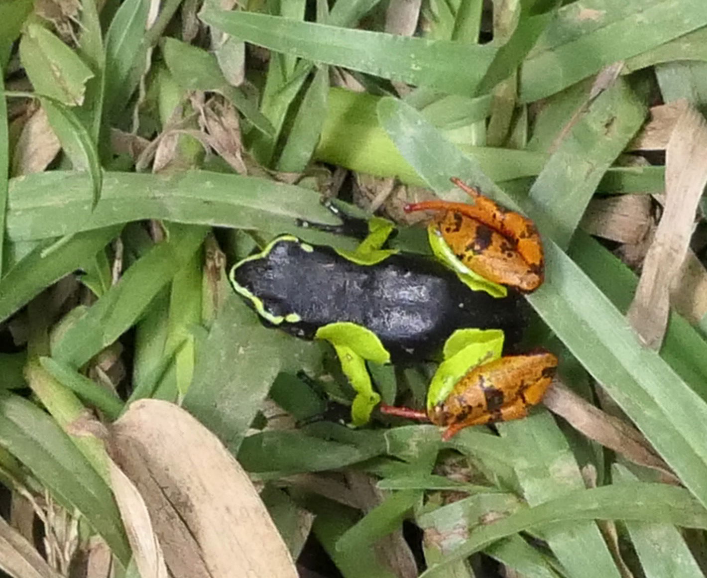 Mantella frog