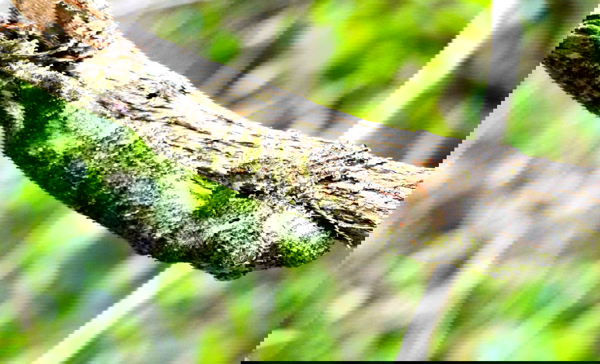 Mossy leaf gecko