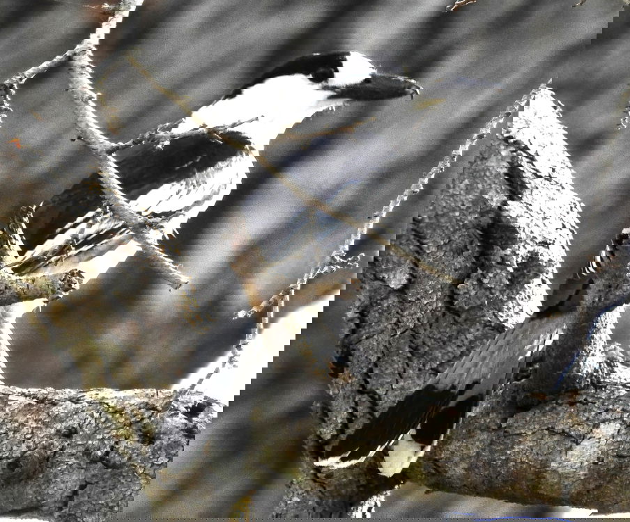 Hook billed vanga