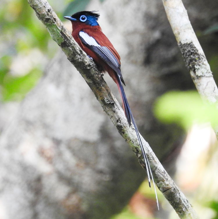 Madagascar paradise flycatcher