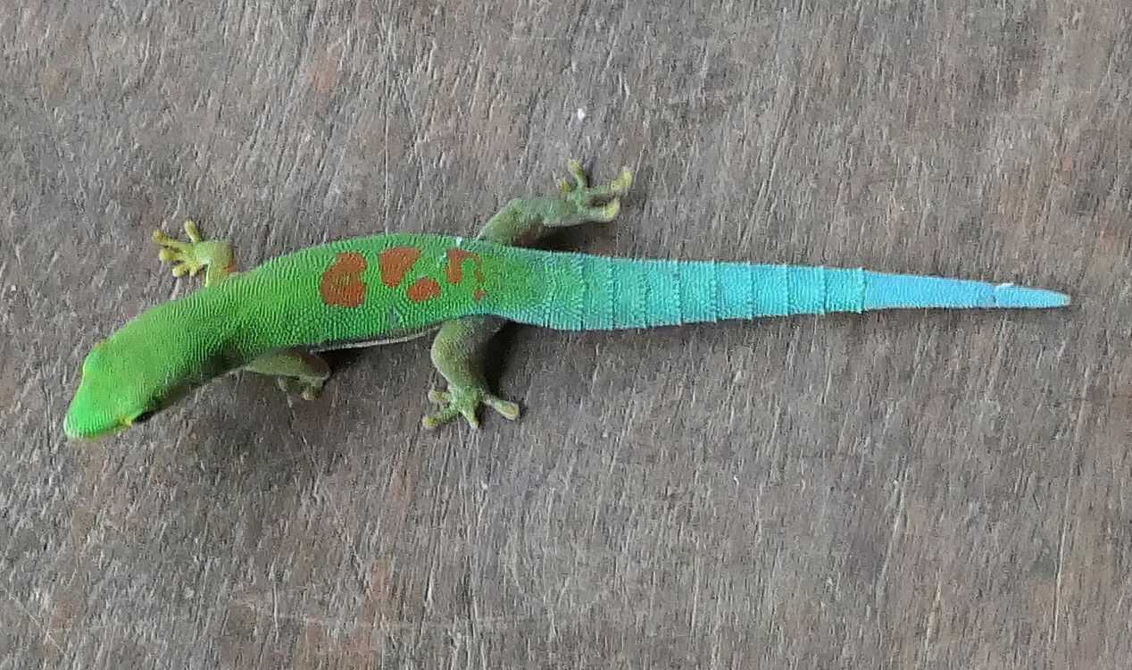Day Gecko