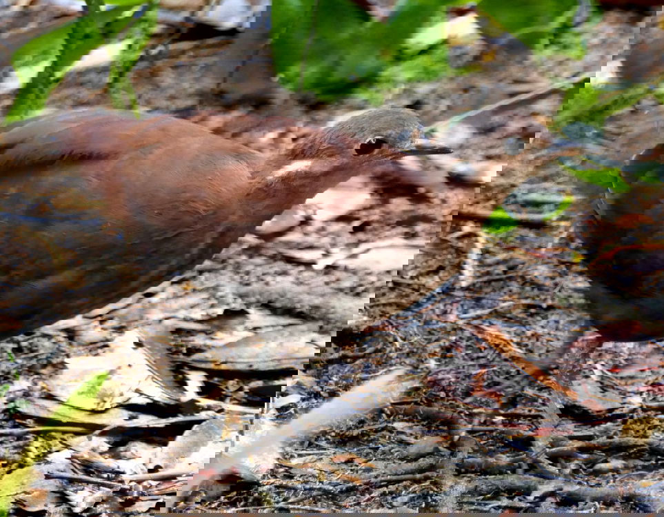 Brown Mesite