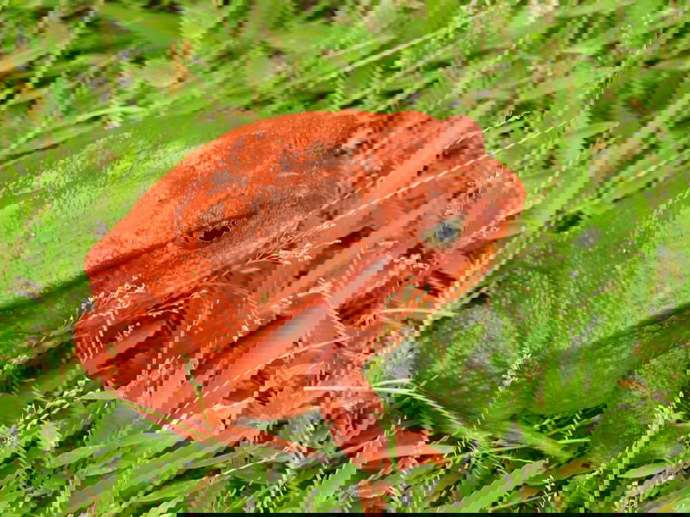 Tomato frog