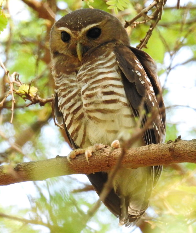 White browed owl