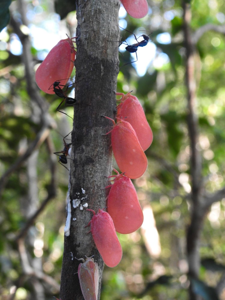 Flatted bugs (adult)