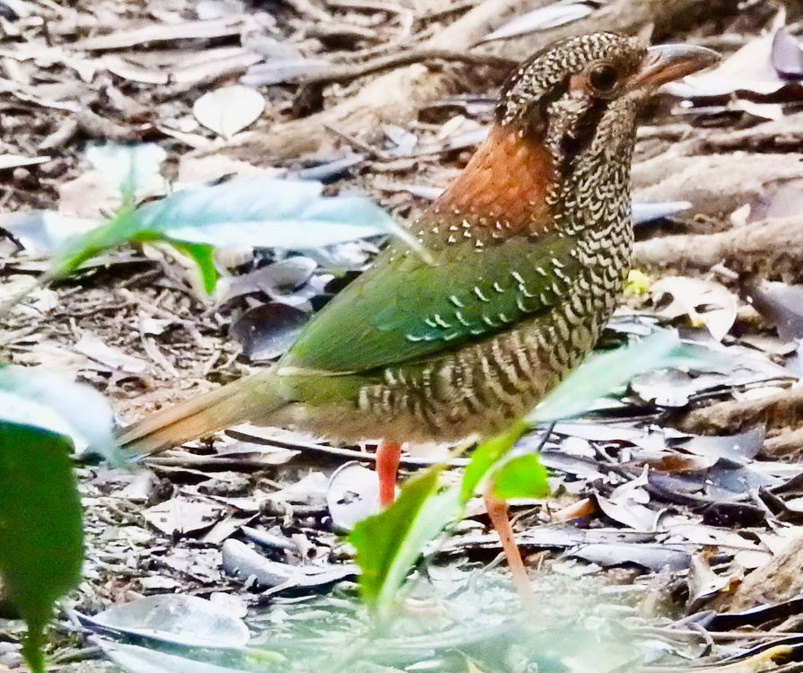 Scaly ground roller