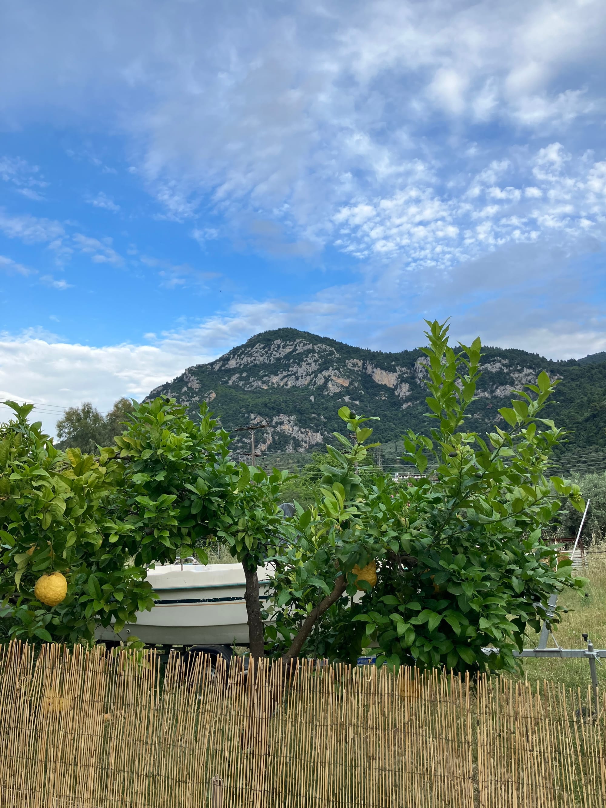 Lemon trees