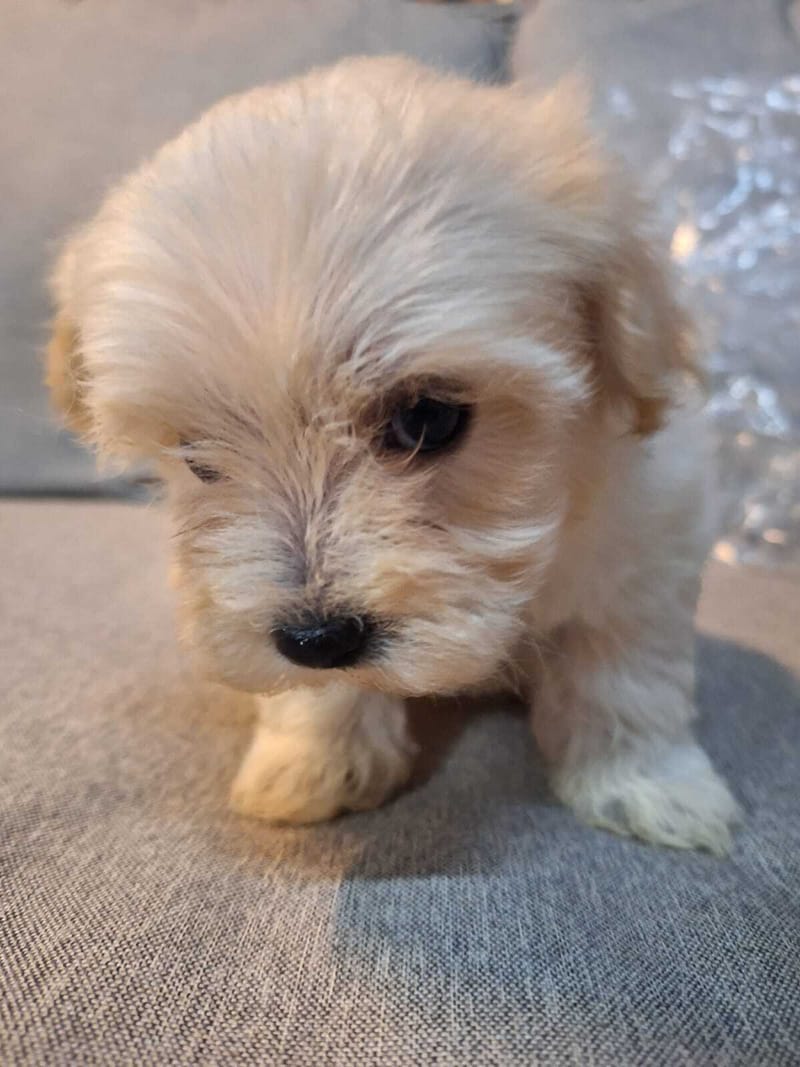 תזונת הכלבים