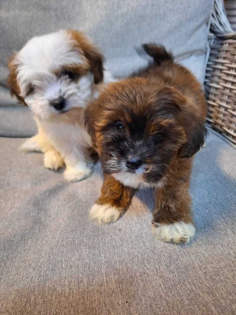 התאקלמות הכלב בבית