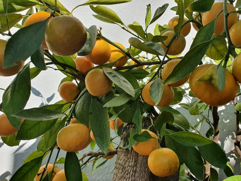 Grill u vrtu iza kuće