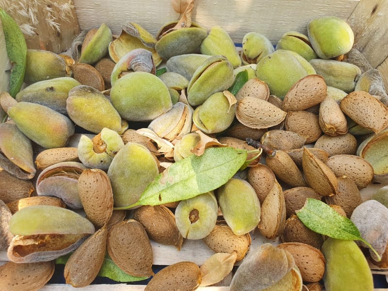 Grill u vrtu iza kuće