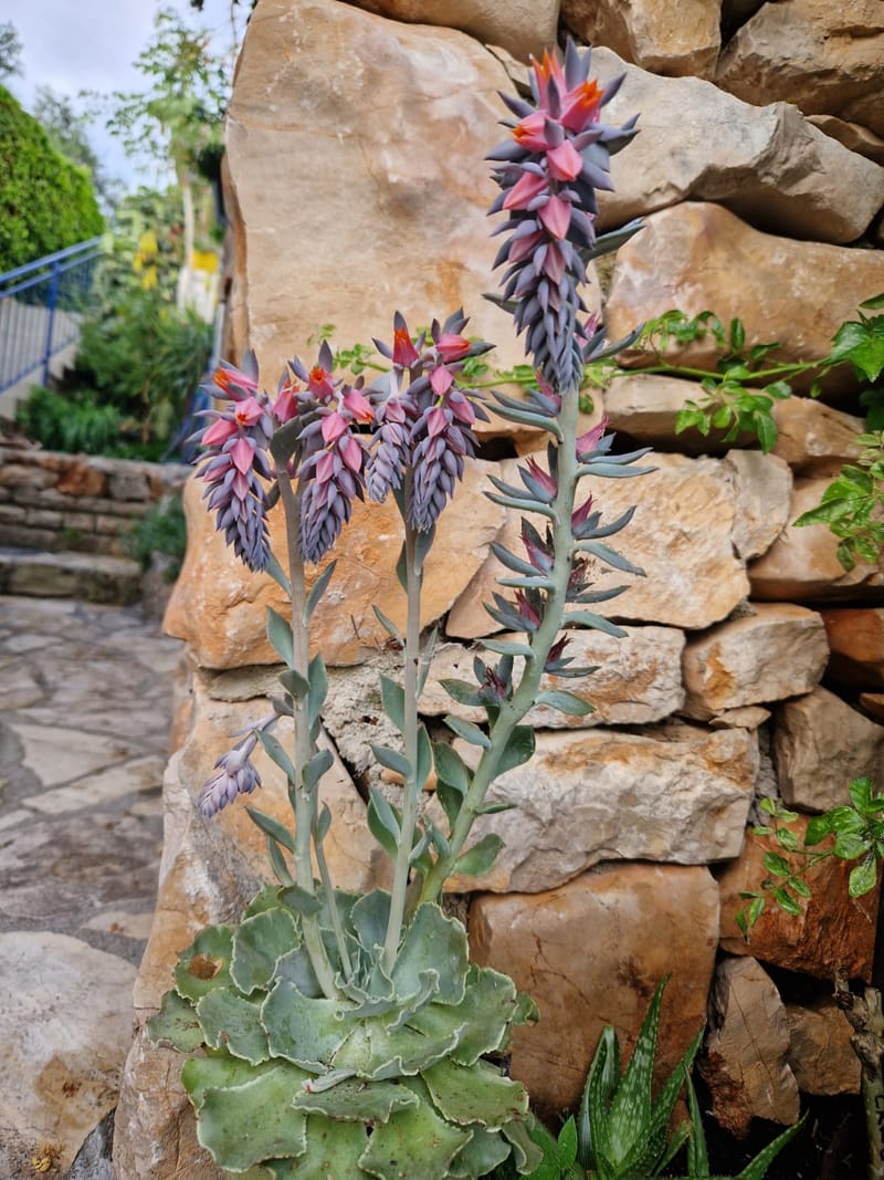 Raznolikost mediteranskog bilja i začina