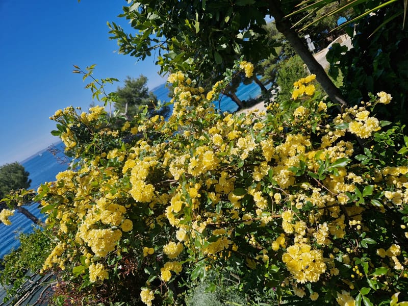 Raznolikost mediteranskog bilja i začina