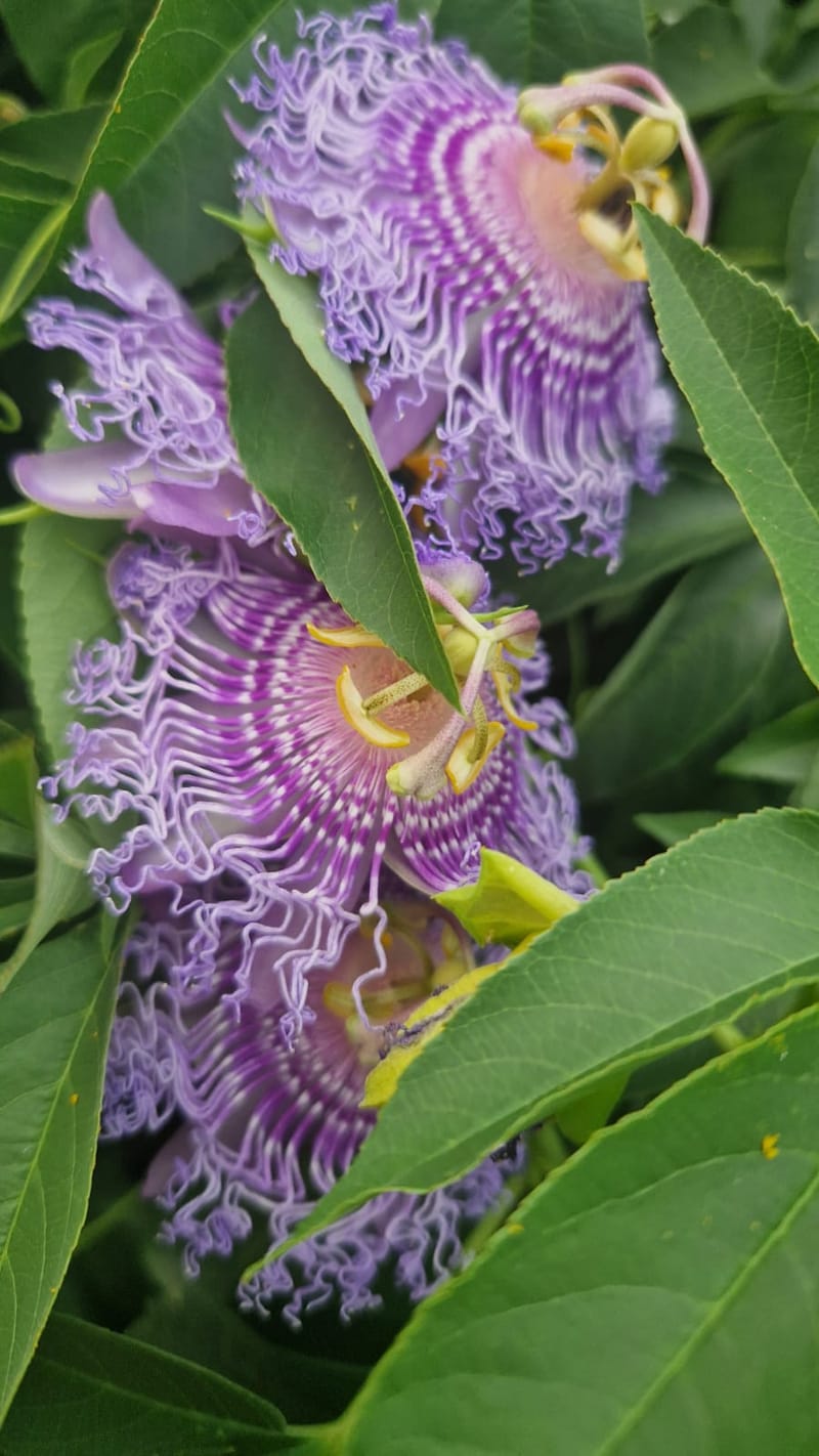 Raznolikost mediteranskog bilja i začina
