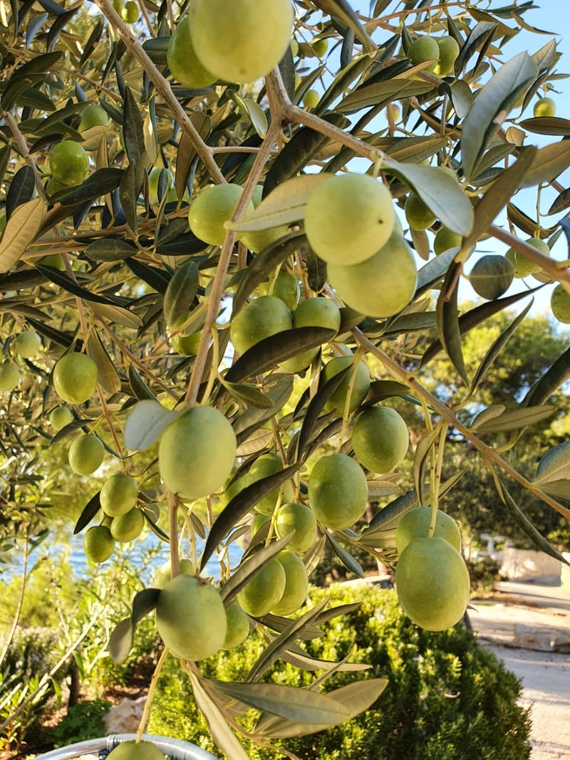 Raznolikost mediteranskog bilja i začina