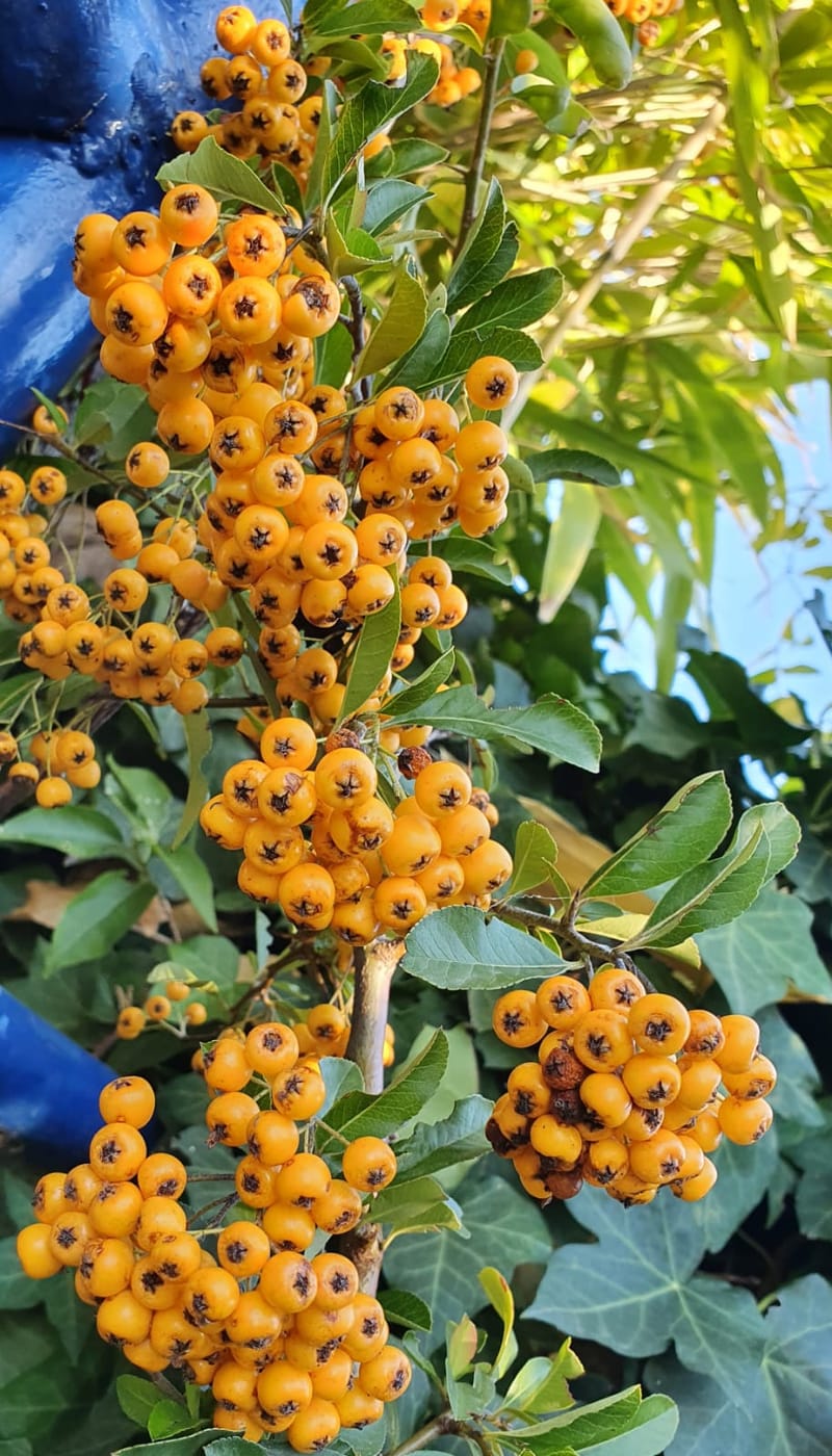 Raznolikost mediteranskog bilja i začina