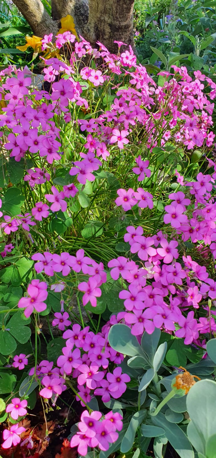 Raznolikost mediteranskog bilja i začina