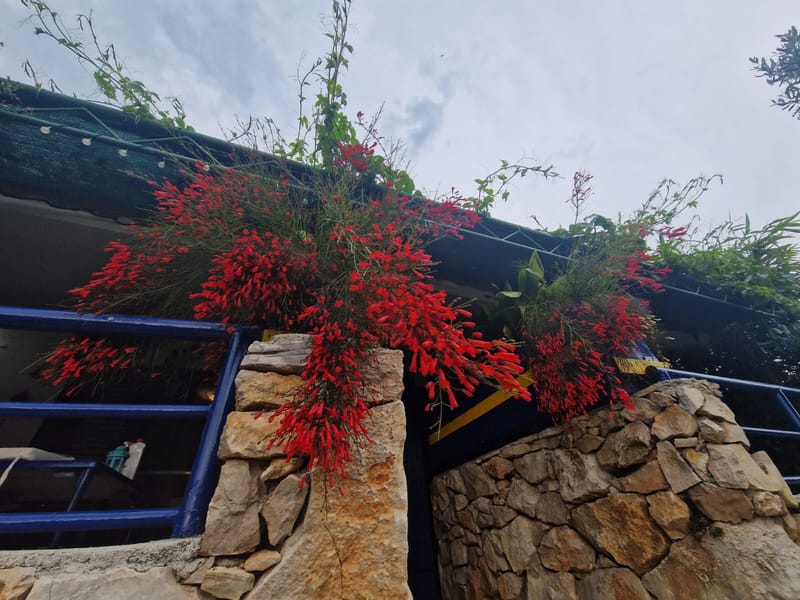 Raznolikost mediteranskog bilja i začina