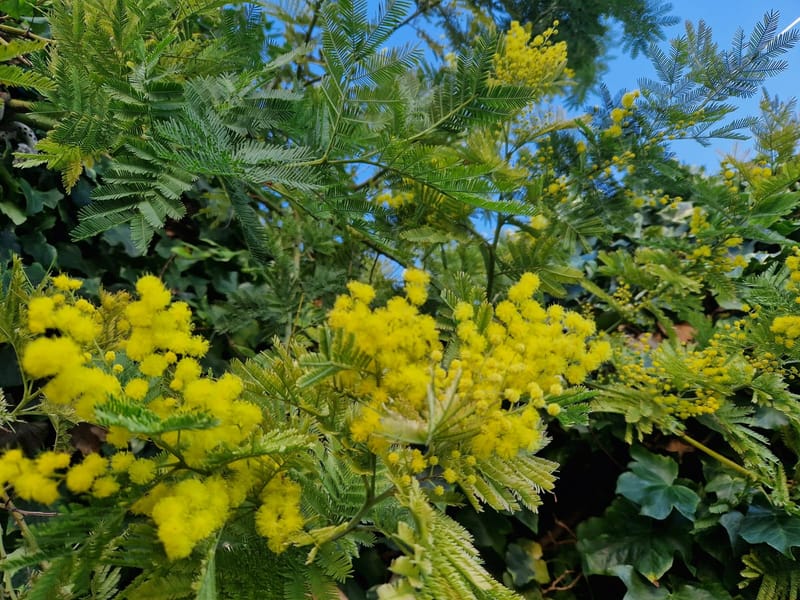 Raznolikost mediteranskog bilja i začina